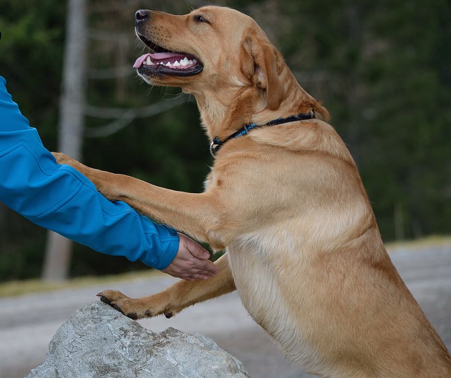adult yellow Labrador retriever standing on ice, human, dog, friendship, HD wallpaper
