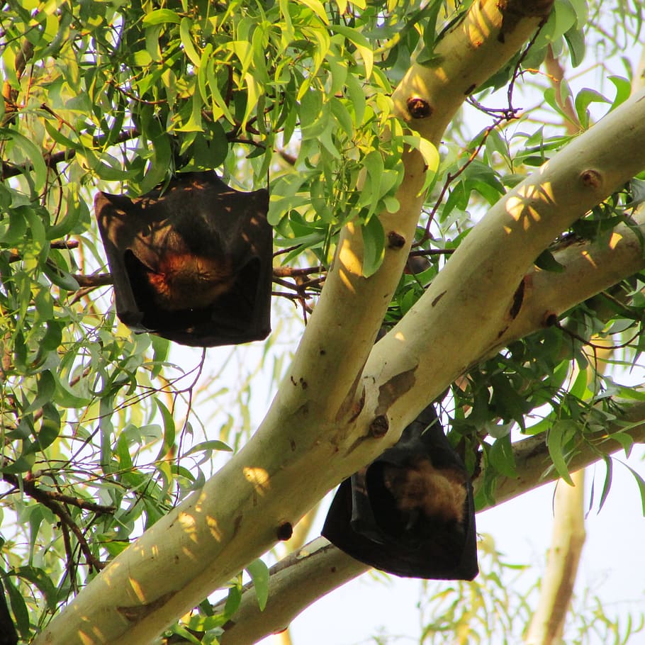 Dharwad, Bat, India, Mamma, bats, bat-eared, fly, wings, wildlife HD wallpaper