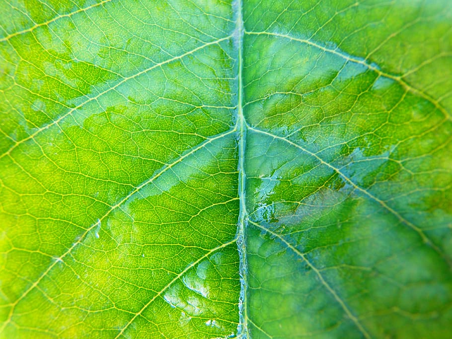 leaf, nature, plant, close-up, freshness, backgrounds, green Color HD wallpaper