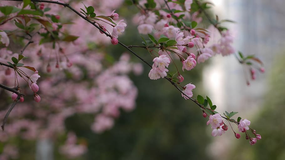 spring, flower, open, flowering plant, pink color, freshness HD wallpaper