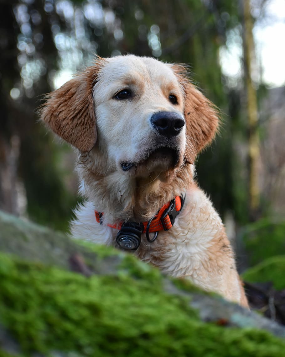 short-coat tan and white Labrador retriever on forest, adult yellow Labrador retriever HD wallpaper