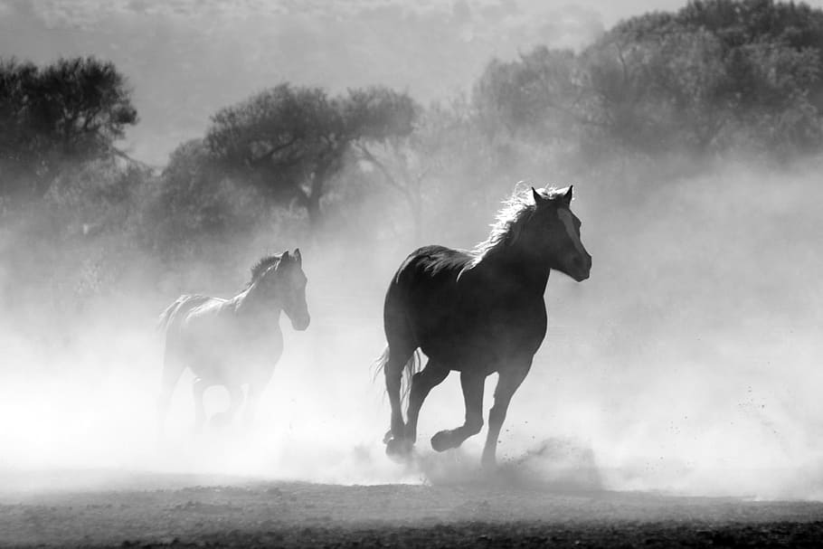 grayscale photography of two horses running, herd, fog, nature