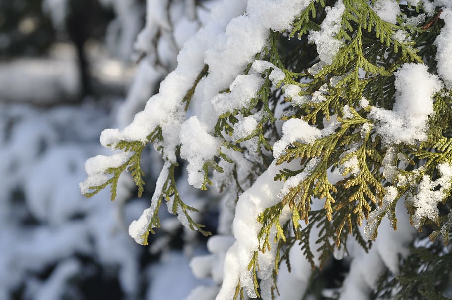 winter, snow, branch, frost, tree, biel, garden, hard rime HD wallpaper
