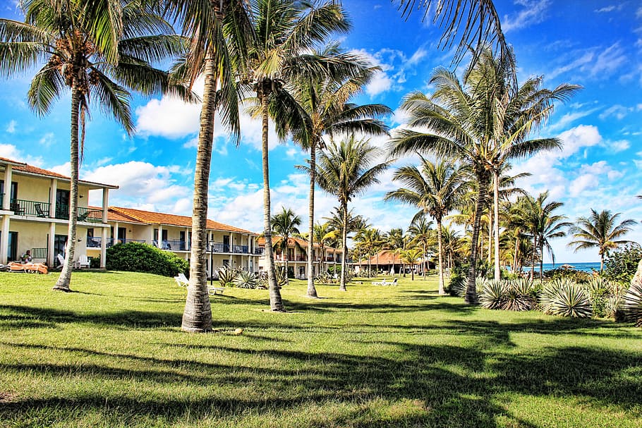 green grass near coconu trees, hotel, hotel complex, cuba, holiday, HD wallpaper