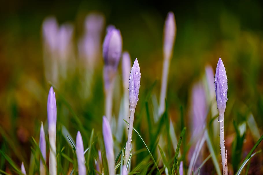 background, blurred, close-up, crocus, crocuses, dew, drops HD wallpaper
