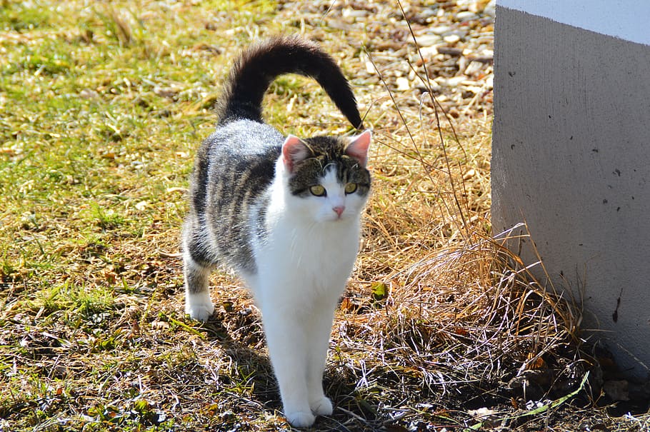 cat, mieze, tail, animal themes, mammal, pets, vertebrate, domestic cat HD wallpaper
