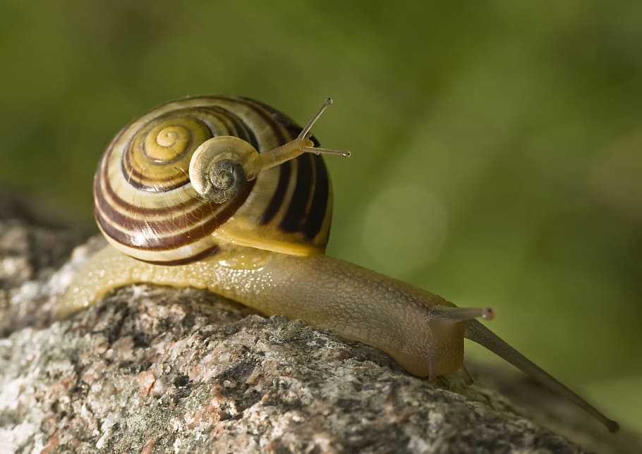 shallow focus photography of brown snail, Tandem, Duo, snails HD wallpaper