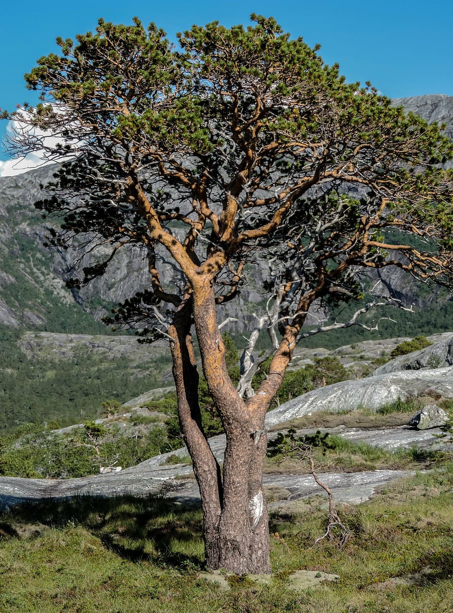 tree, mountains, nature, landscape, scenery, park, green, summer HD wallpaper