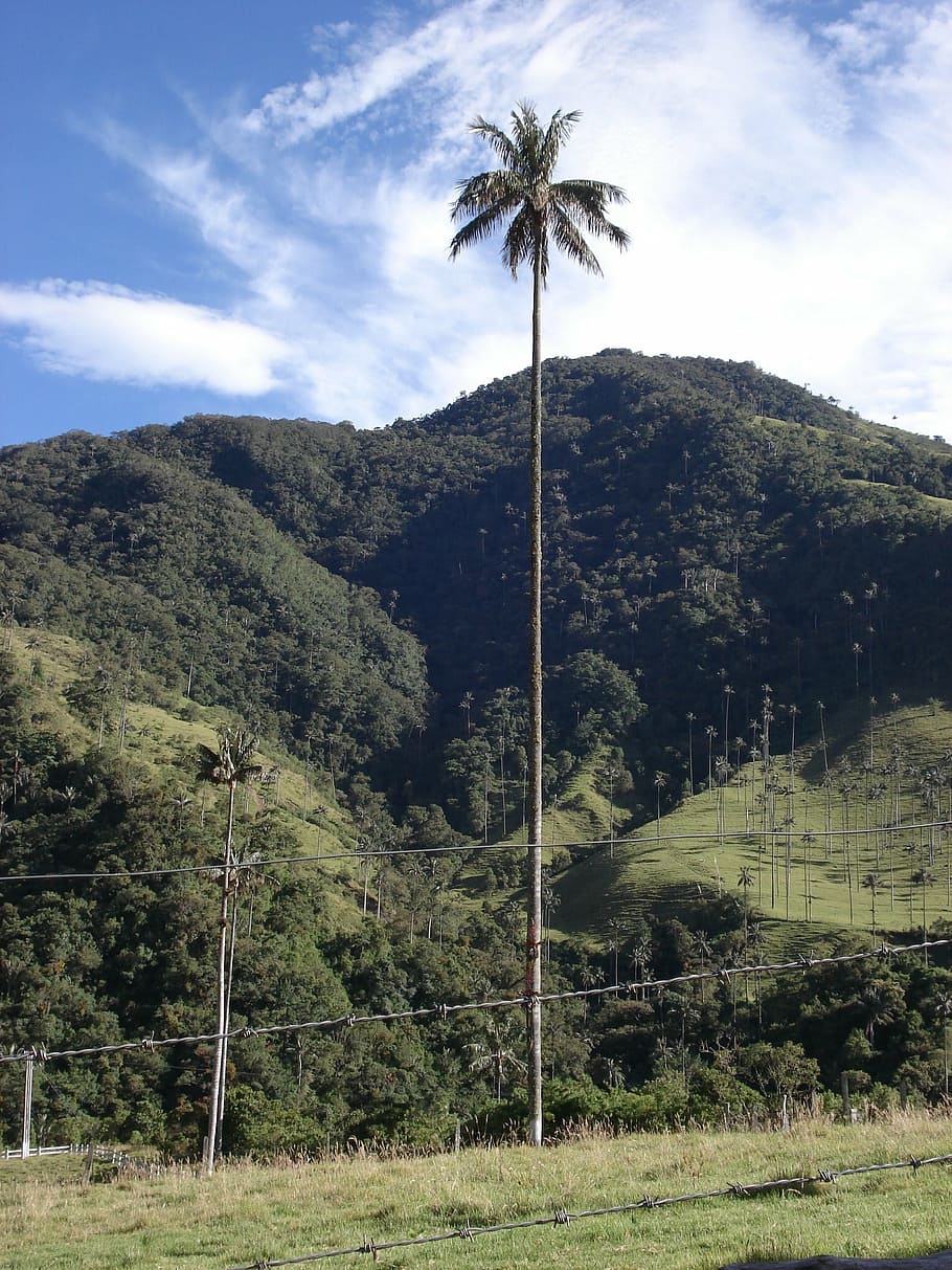 landscape, hills, palma, plant, sky, tree, tropical climate HD wallpaper