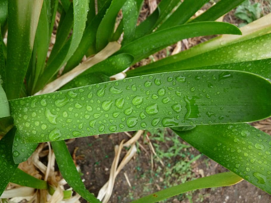 green, leaf, rain, drop, wet, droplet, plant part, green color HD wallpaper