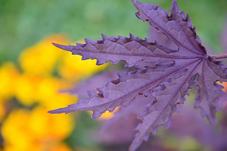 nature, leaf, outdoors, flora, flower, garden, purple, plant HD wallpaper