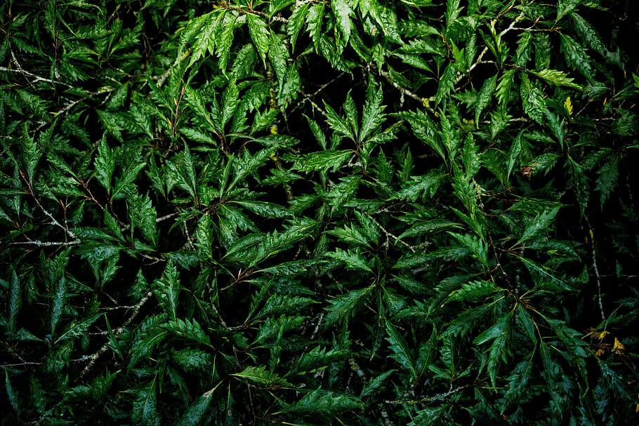 Texture, Pattern, Background, green, leaves, nature, tree, creativity HD wallpaper