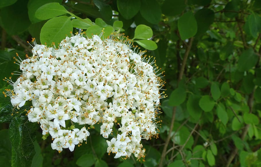 flower, blossom, bloom, spring, plant, flowering plant, growth HD wallpaper