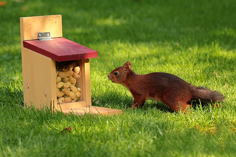 brown squirrel near brown wooden box, animal, sciurus, foraging HD wallpaper
