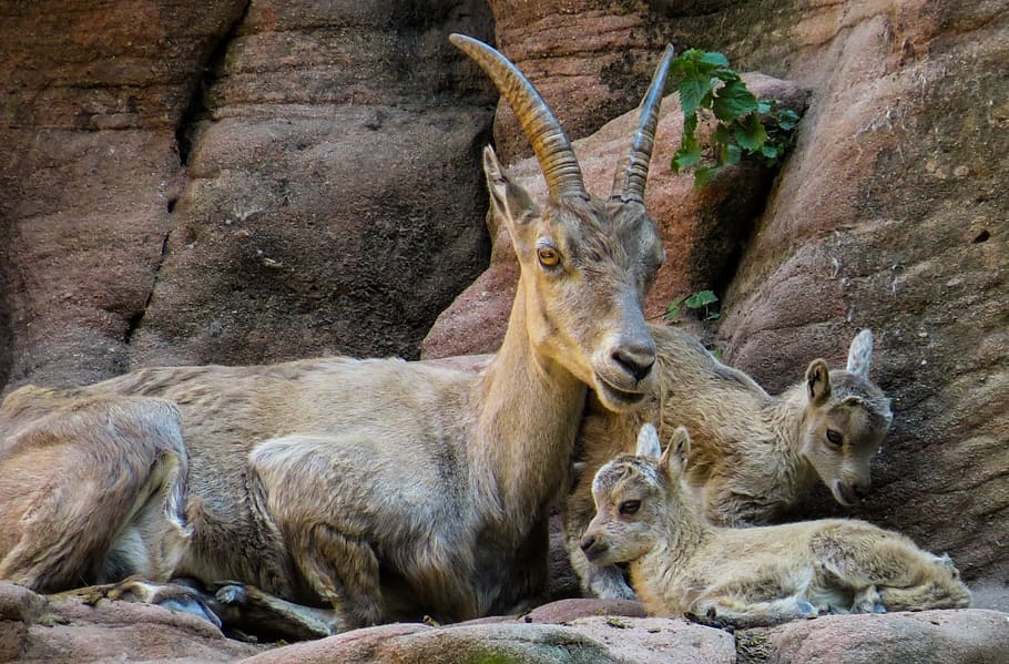 photo of deer near wall, capricorn, mountains, alpine, boy HD wallpaper