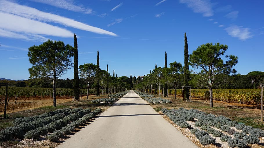 avenue, pine, cypress, landscape, sky, fields, tree, plant HD wallpaper