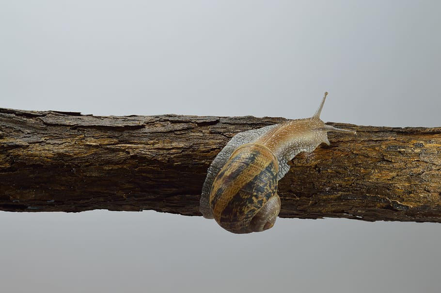nature, trees, blur, snail, close-up, focus, shell, slimy, animal wildlife HD wallpaper