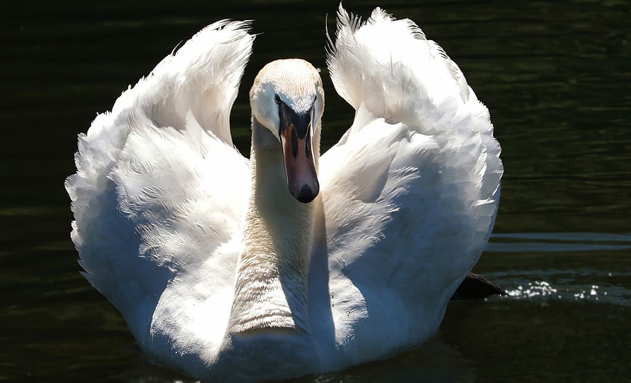 white swan on rippling body of water in close up photography