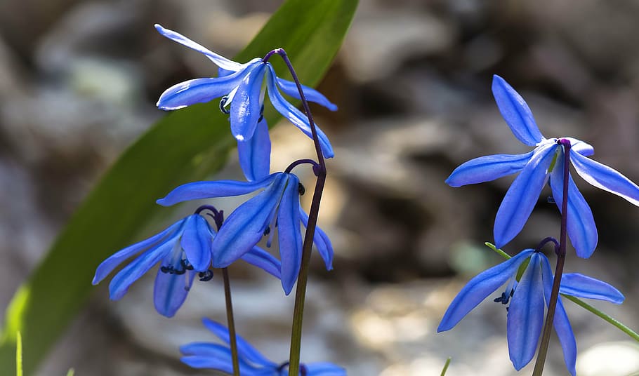 flowers, spring, nature, handsomely, flowering plant, close-up HD wallpaper