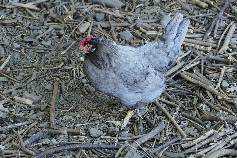 hen, chickens, poultry, nature, pinnate, agriculture, bird HD wallpaper