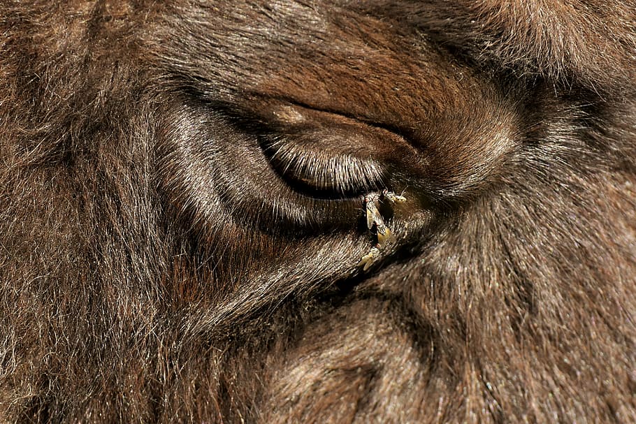 bison, eye, close, fly, wildlife photography, wildpark poing HD wallpaper