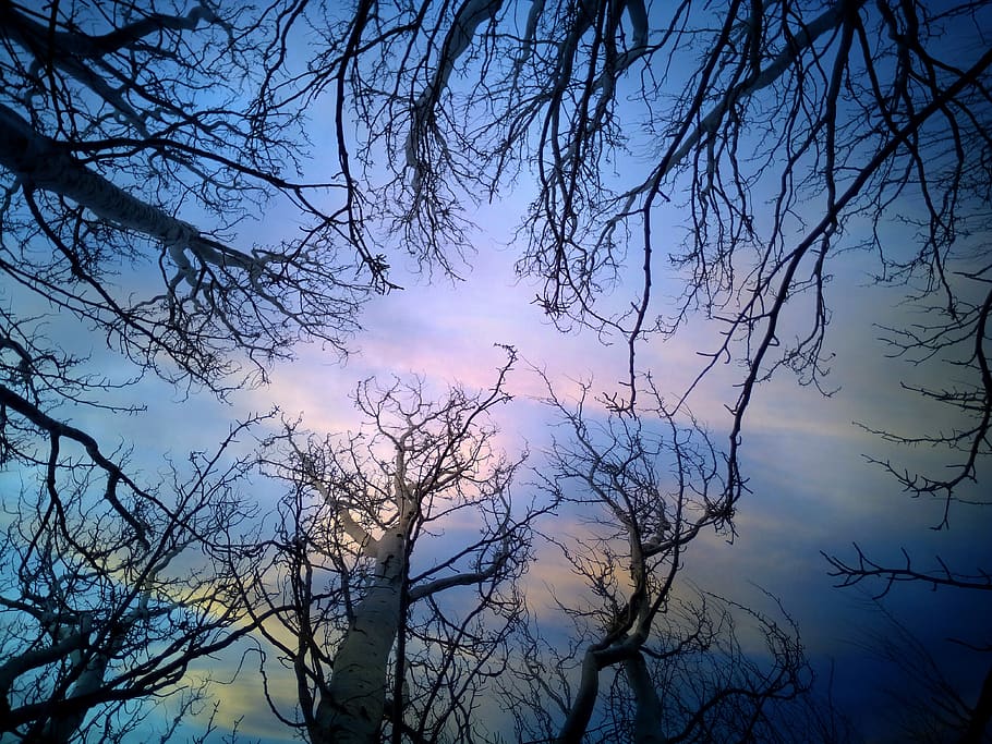 trees, branches, heaven, sunset, clouds, nature, blue, dry tree HD wallpaper