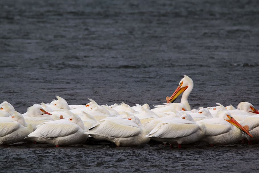 white ducks, herd of white pelicans, flock, bird, wing, feather HD wallpaper