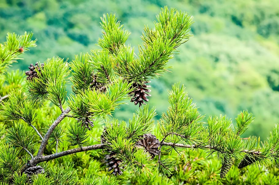brown pine cones, beautiful, blue ridge parkway, charlotte, crowder' mountain, HD wallpaper