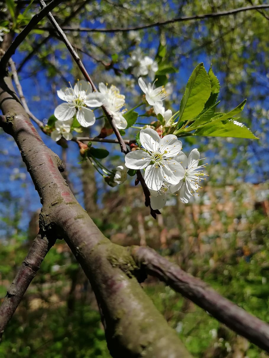 cherry, flowers, spring, may, cherry blossoms, flowering tree HD wallpaper