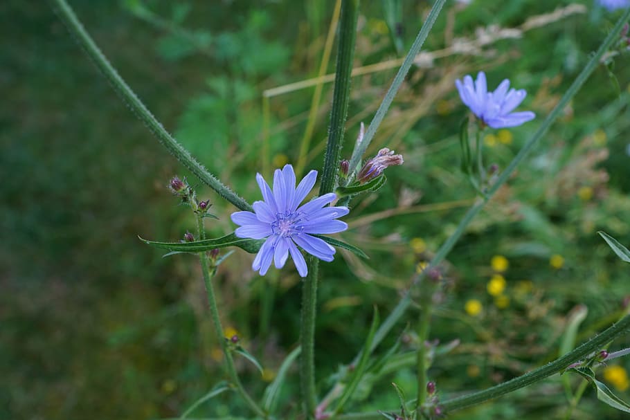 chicory, flower, blue, meadow, green, flowering plant, fragility HD wallpaper