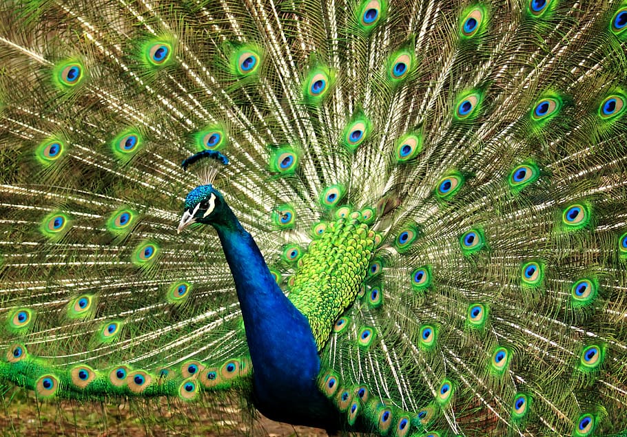peacock, blue, green, feather, nature, animal, colorful, tail HD wallpaper
