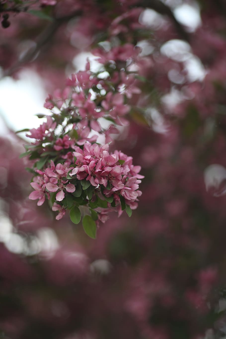 pink flowers, blossom, nature, tree, branch, bloom, petal, floral HD wallpaper