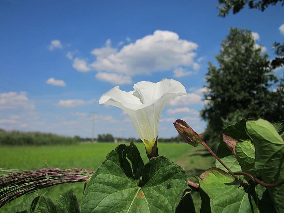 calystegia sepium, larger bindweed, hedge bindweed, bugle vine HD wallpaper