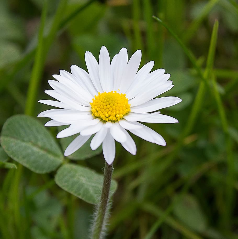 daisy, nature, flower, flowering plant, freshness, beauty in nature HD wallpaper