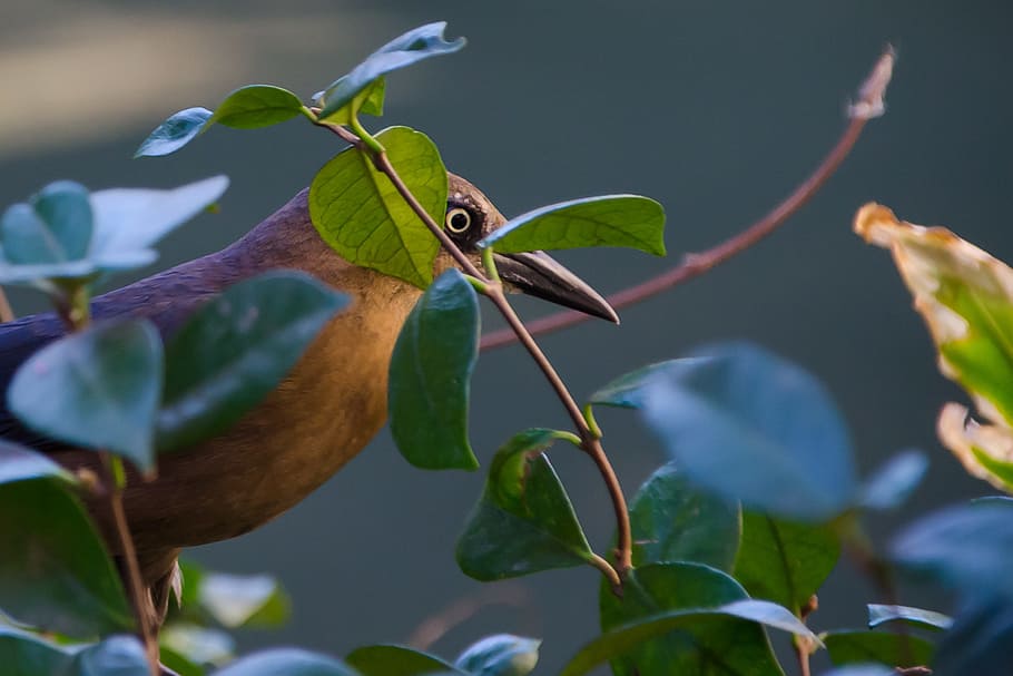 bird, nature, animals, birds, bill, eye, fly, plumage, brown beak HD wallpaper