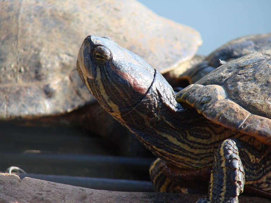 water, turtle, aquatic, woods, reptile, animal themes, animal wildlife HD wallpaper