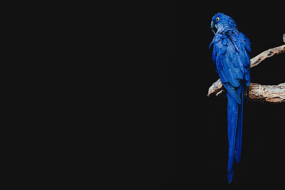 blue parrot standing on brown tree branch, blue parrot on trunk, HD wallpaper