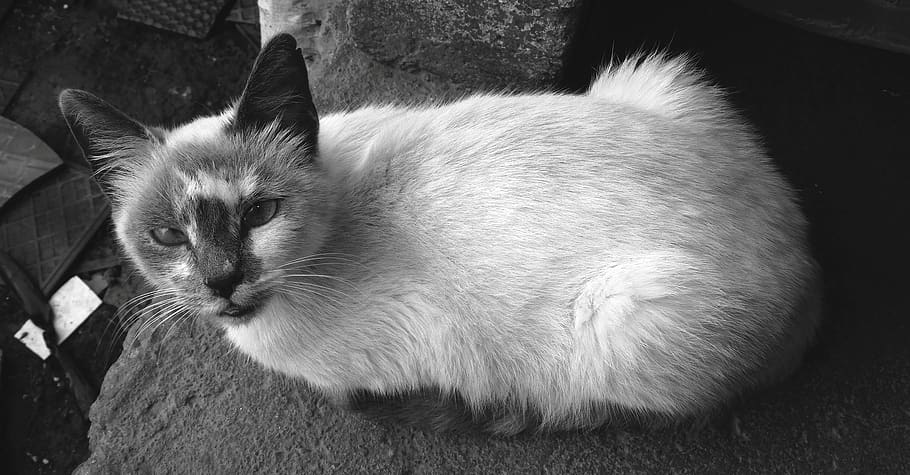 nice, mammalia, cat, fluffy, small, domestic, pets, domestic animals HD wallpaper