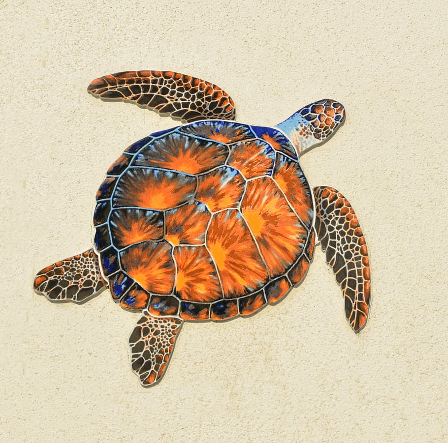 painting of brown and blue turtle, Reptile, Background, Wall