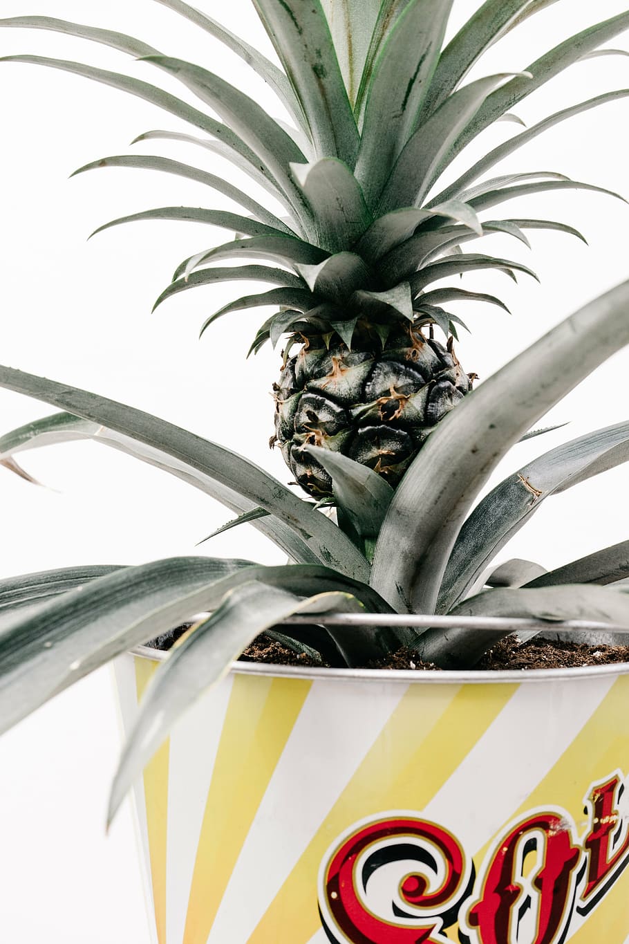 fruit, growing, pineapple, plant, potted plants, tropical fruit HD wallpaper