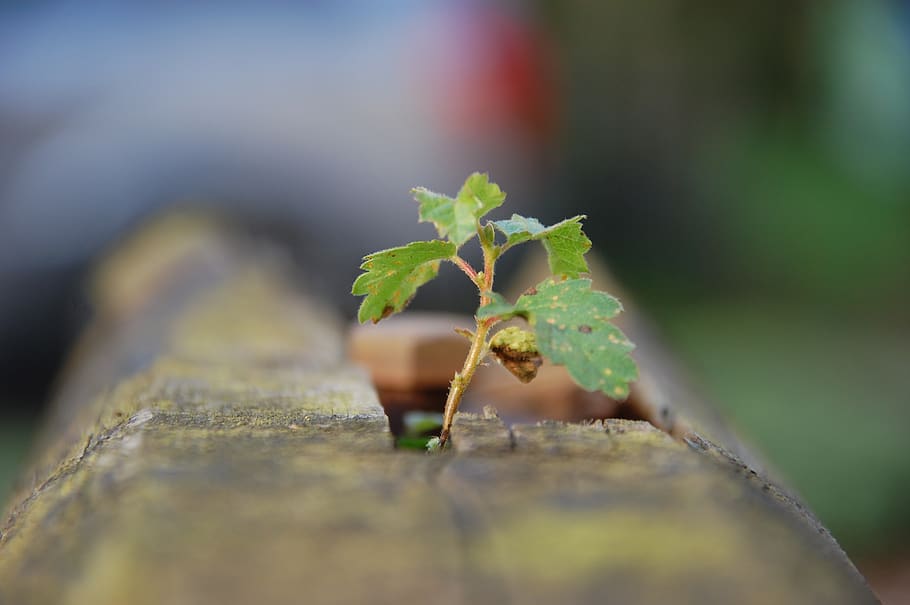 leaf, nature, environment, plant, tree, selective focus, plant part HD wallpaper