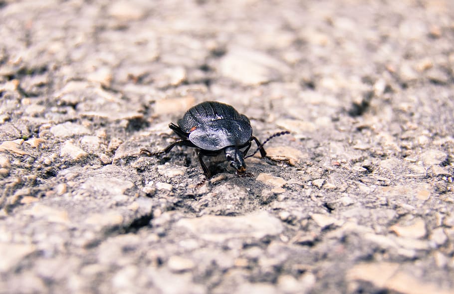 insect, closeup, beetle, asphalt, nature, europe, 2016, small HD wallpaper
