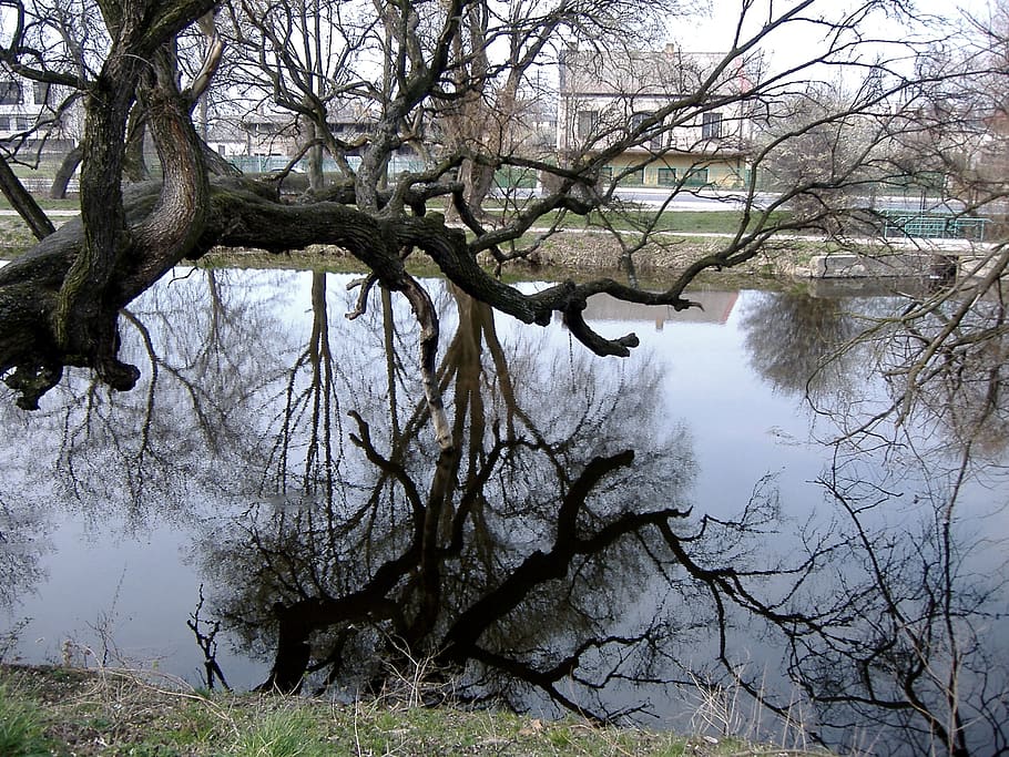 water, tree, moat, reflection, lake, nature, landscape, poland HD wallpaper
