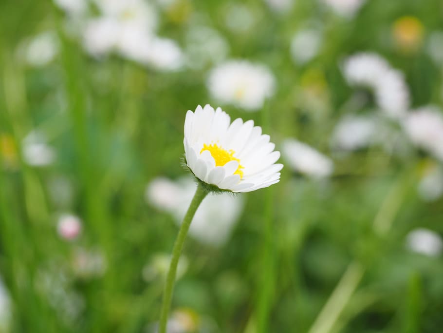 selective focus photography of white petaled flower, daisy, blossom, HD wallpaper