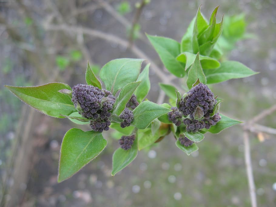 blossom, lilac, march, spring, tree, plant, growth, leaf, plant part HD wallpaper
