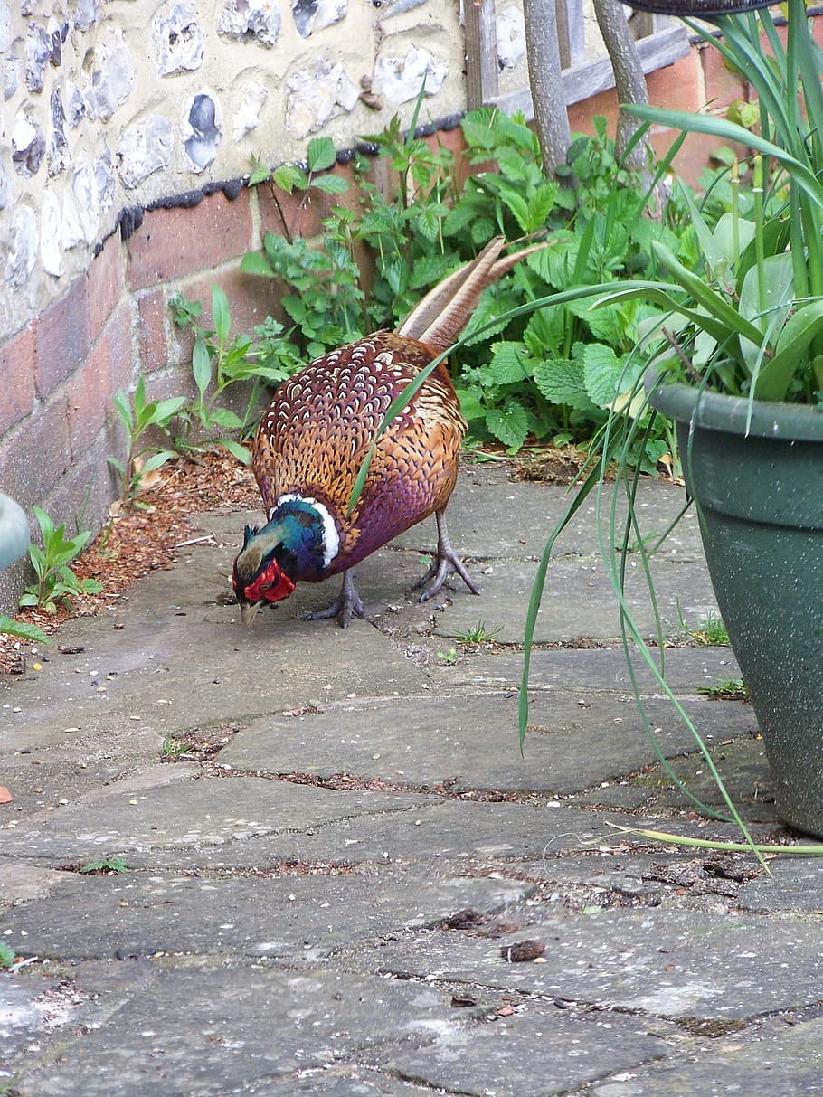 pheasant, pecking, feeding, bird, wild, natural, animal, nature HD wallpaper