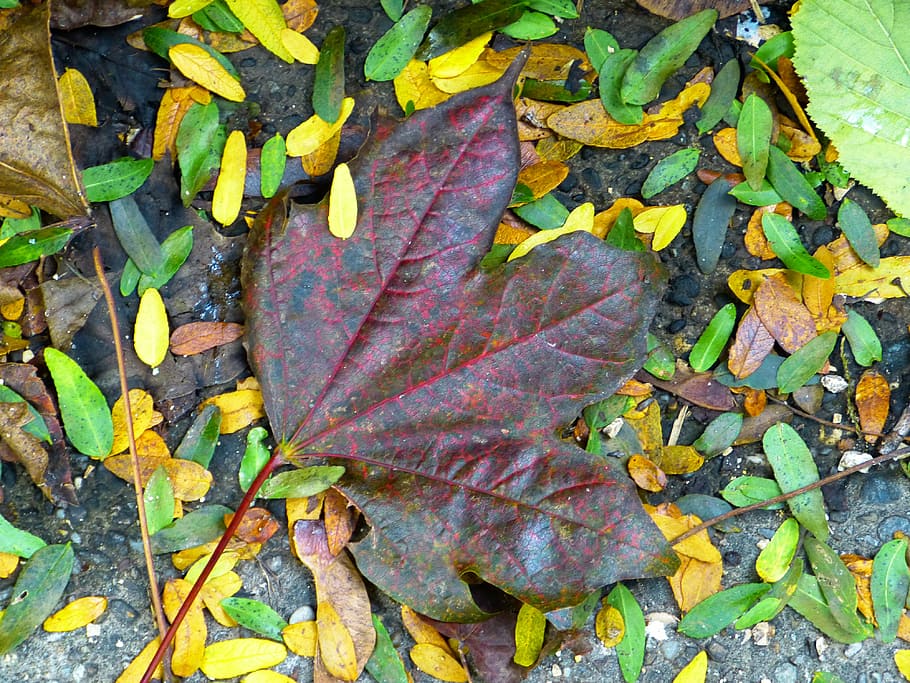 leaf, maple, colorful, leaves, red leaf, autumn, fall foliage HD wallpaper