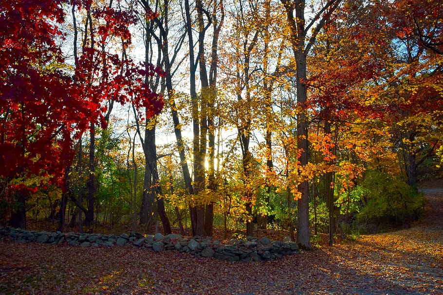 Fall, Foliage, Color, Trees, rock wall, autumn, yellow, nature HD wallpaper