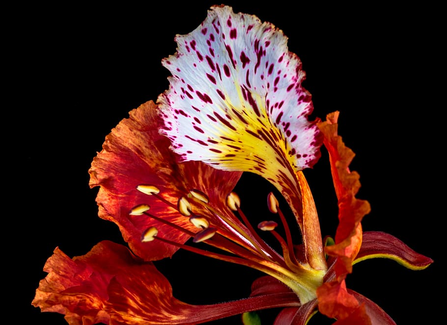 blossom, bloom, red, black Background, nature, flower, isolated On Black HD wallpaper