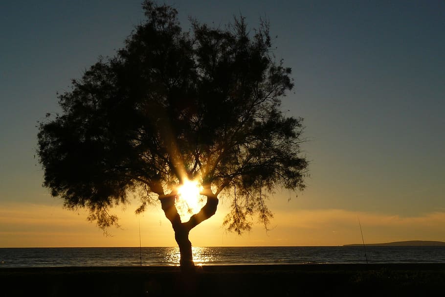 silhouette of lone tree, sun, setting sun, sunset, water, evening sky HD wallpaper
